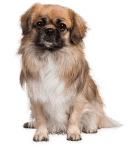 pet sitting cute dog