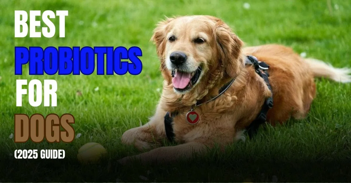 Best probiotics for dogs with sensitive stomachs (2025 Guide)