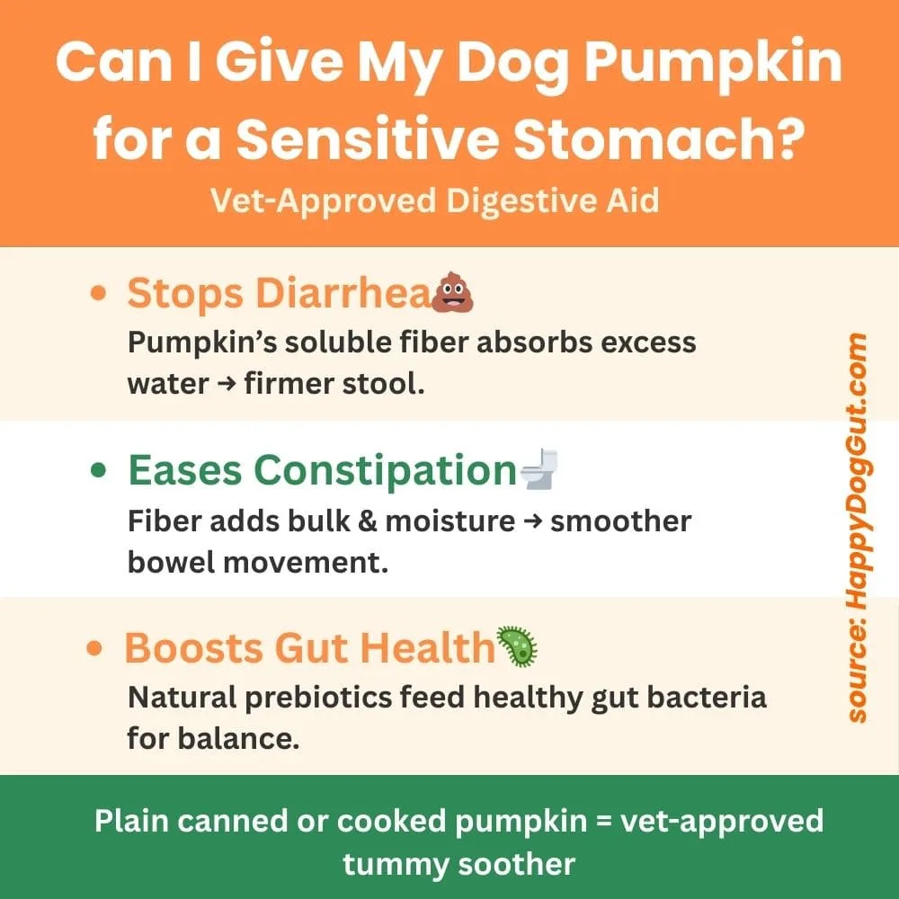 Can I Give My Dog Pumpkin for Sensitive Stomach Vet-Approved - this Infographic explaining how pumpkin helps with diarrhea, constipation, and gut health in dogs