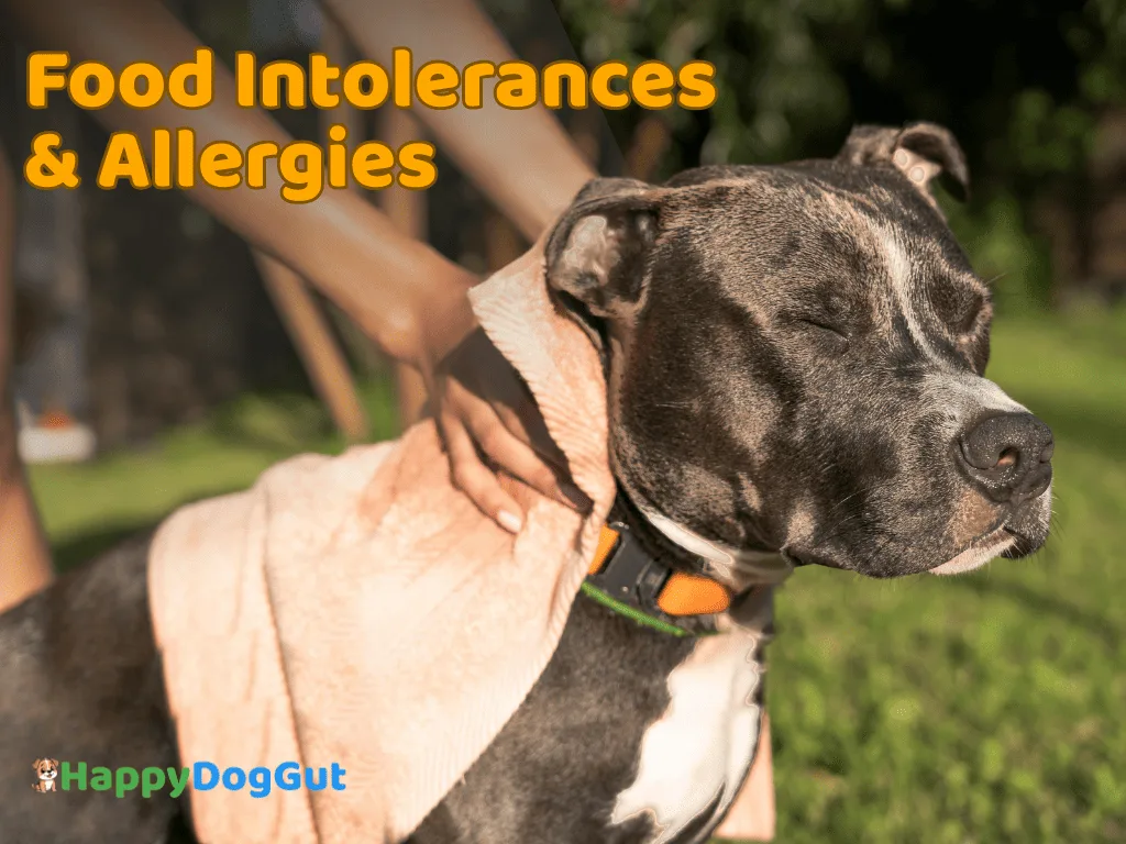 dog food intolerances including chicken, beef, wheat, soy, and corn