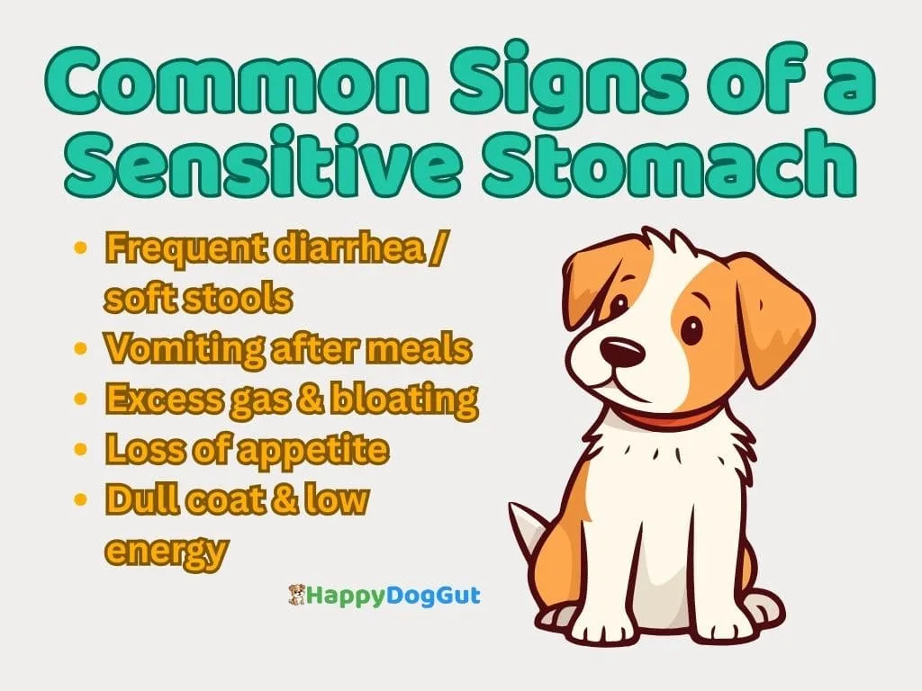 Infographic showing common signs of sensitive stomach in dogs such as diarrhea, gas, bloating, and poor coat health
