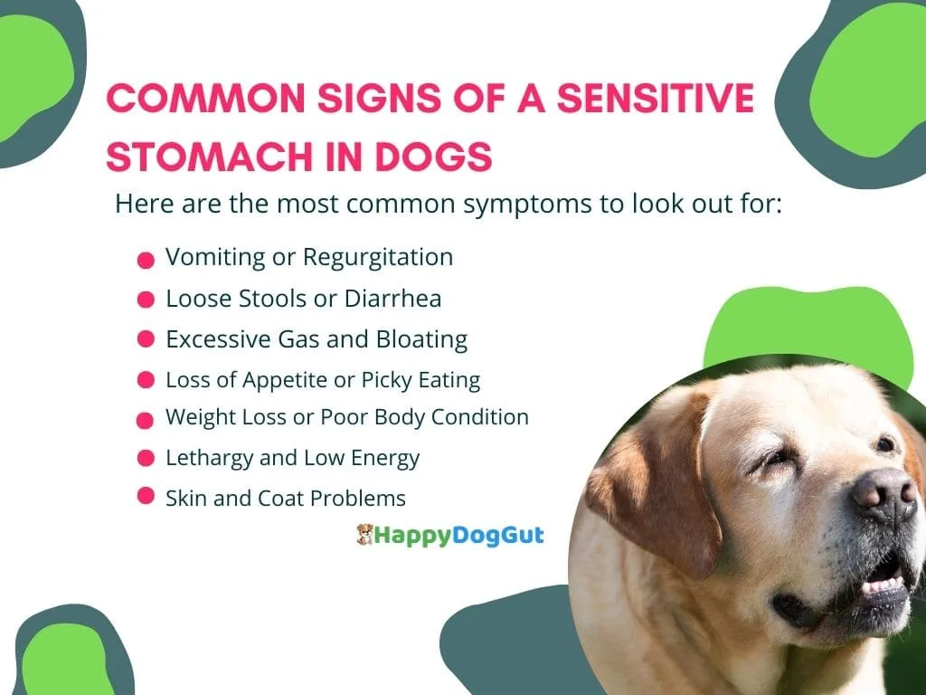 Infographic showing symptoms of sensitive stomach in dogs