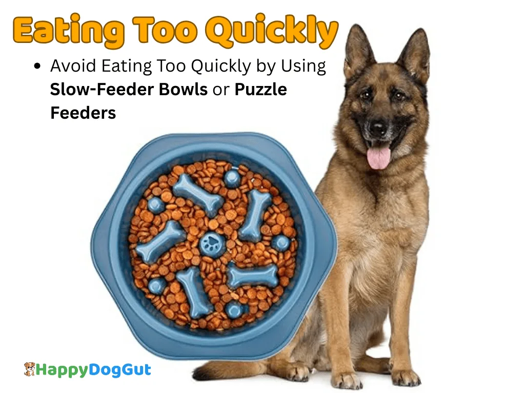 Infographic of a dog eating too quickly with risks of bloating and vomiting.