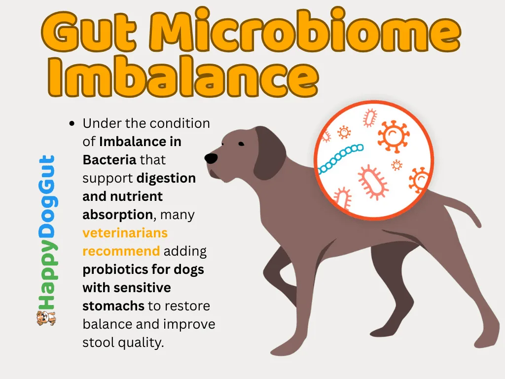Infographic showing how gut bacteria imbalance affects dog digestion and causes sensitivity.