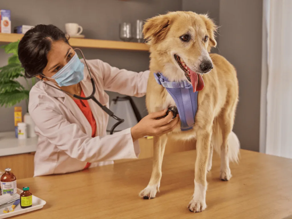 Infographic explaining when dog stomach issues need veterinary care.