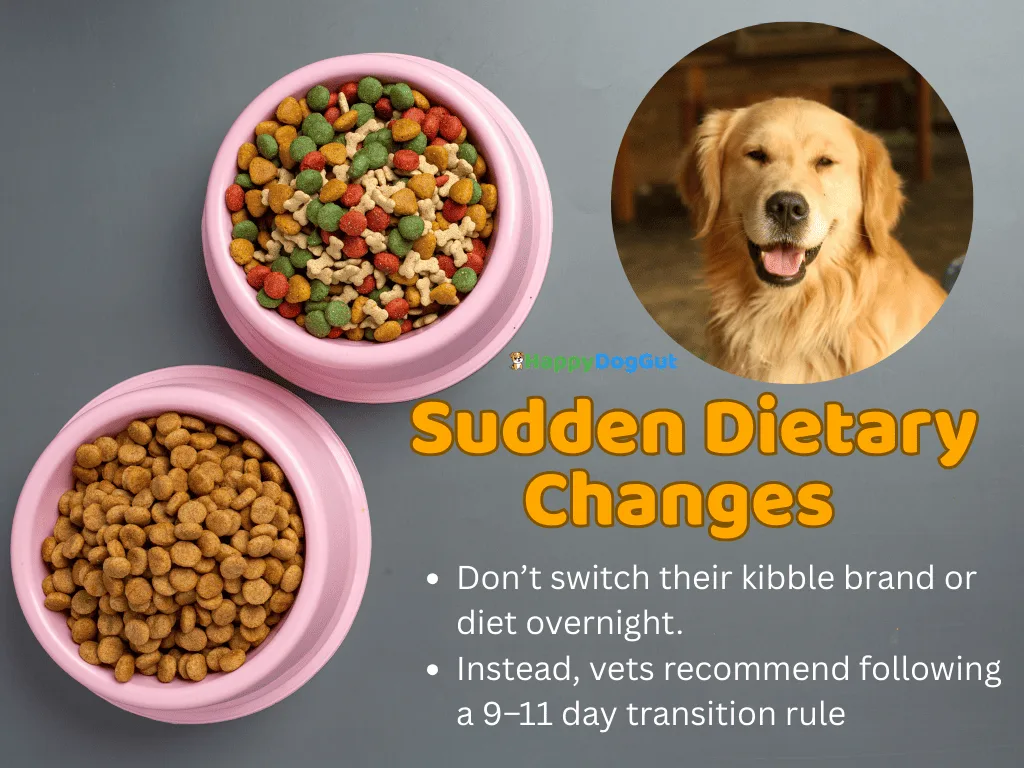 Dog with stomach upset due to sudden diet change – infographic illustration.