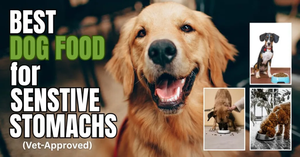 A happy dog enjoying a bowl of healthy food for sensitive stomachs