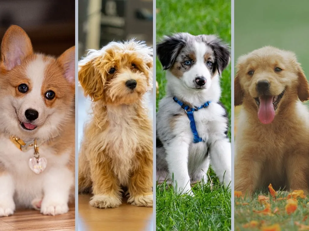 Four happy puppies running and playing together outdoors after taking best puppy food for sensitive stomachs