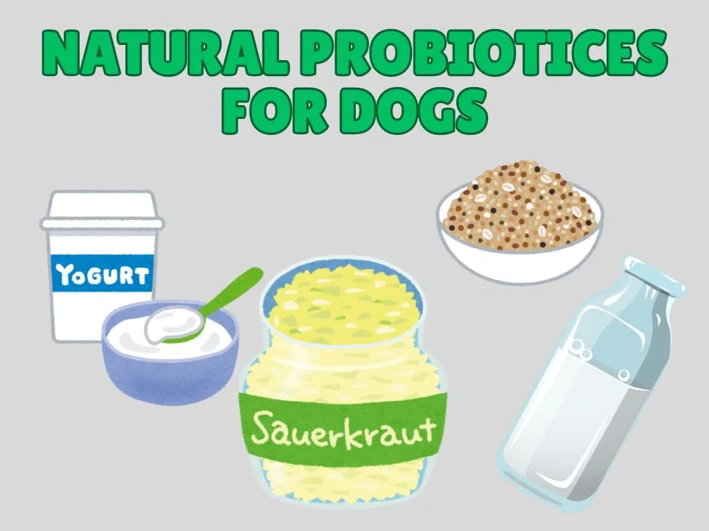 Some Natural sources of Probiotics for Dogs like Plain Yogurt, Goat Milk, Sauerkraut etc