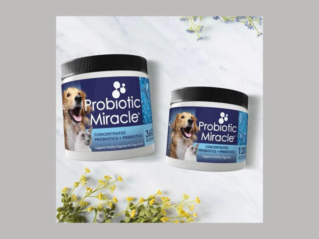 Best Probiotic for Dog Nusentia Probiotic Miracle for digestive problems.