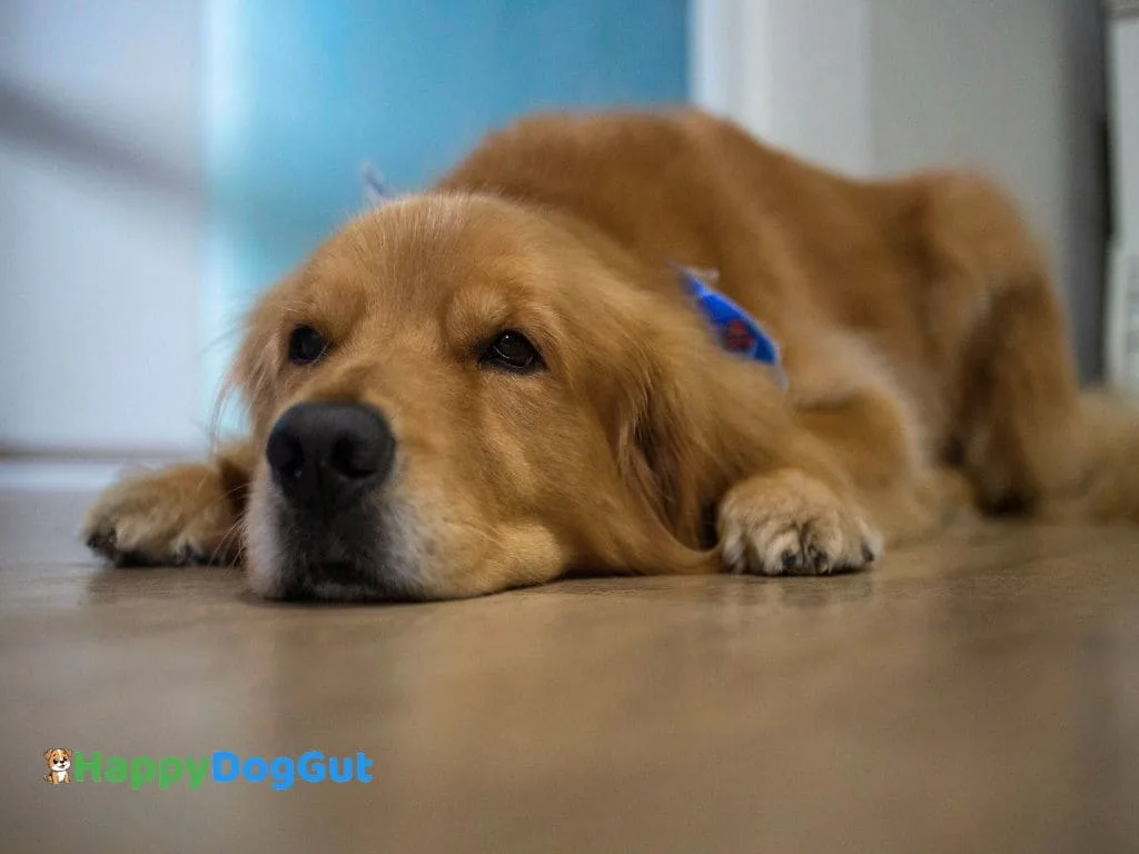 A sad dog showing signs of sensitive stomach discomfort