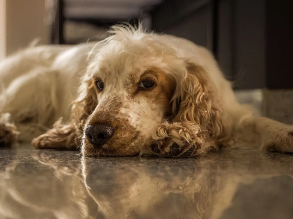Best probiotics for dogs with sensitive stomachs (2025 Guide)