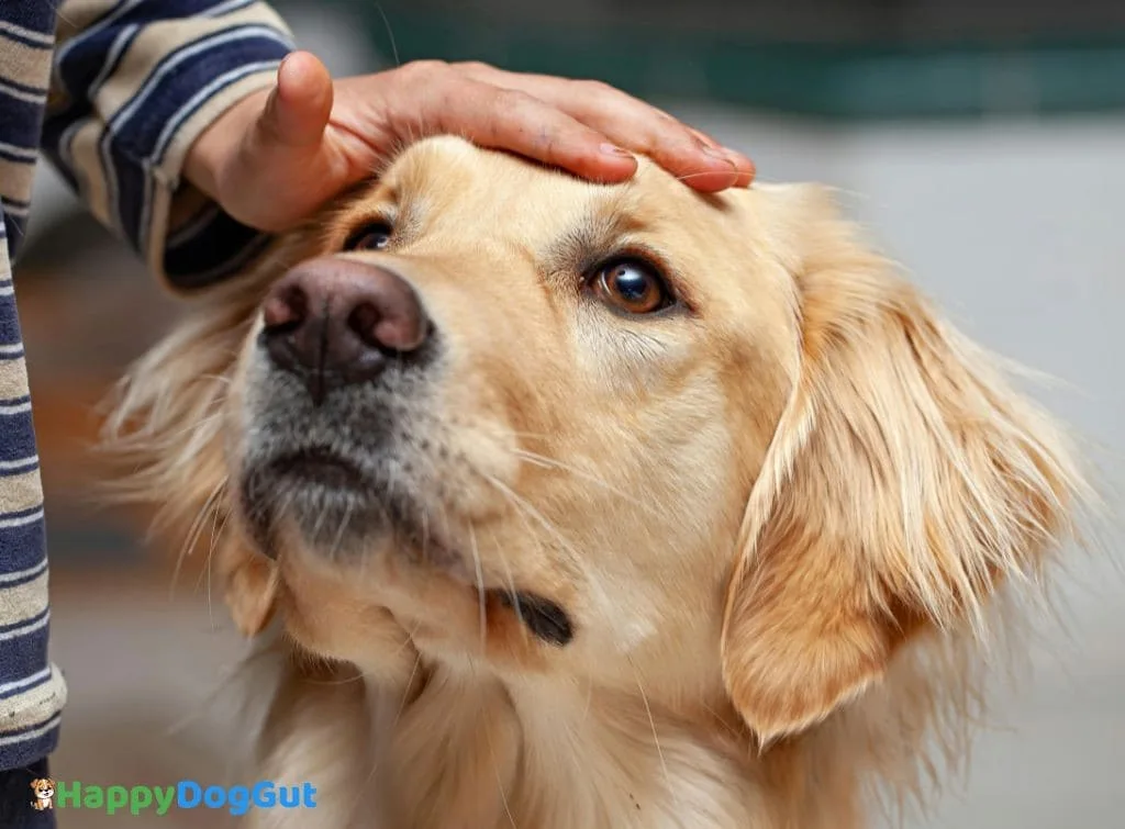 Golden Retriever looking sad due to sensitive stomach issues
