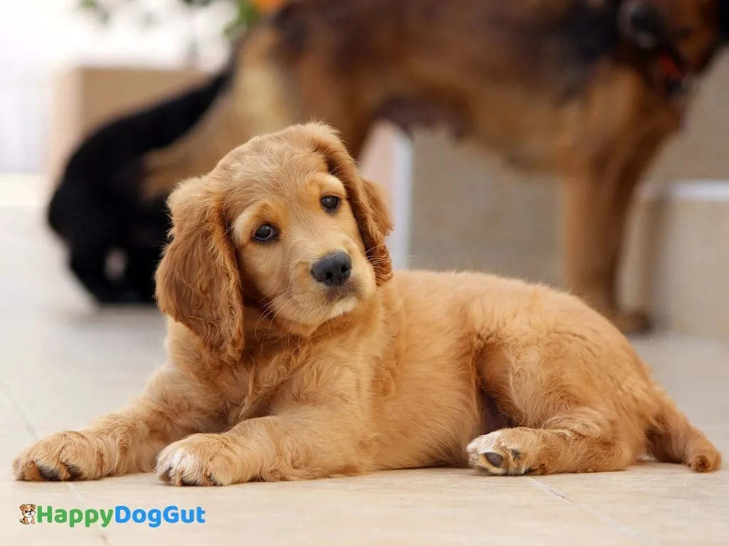 Sad puppy lying down, showing signs of stomach upset.