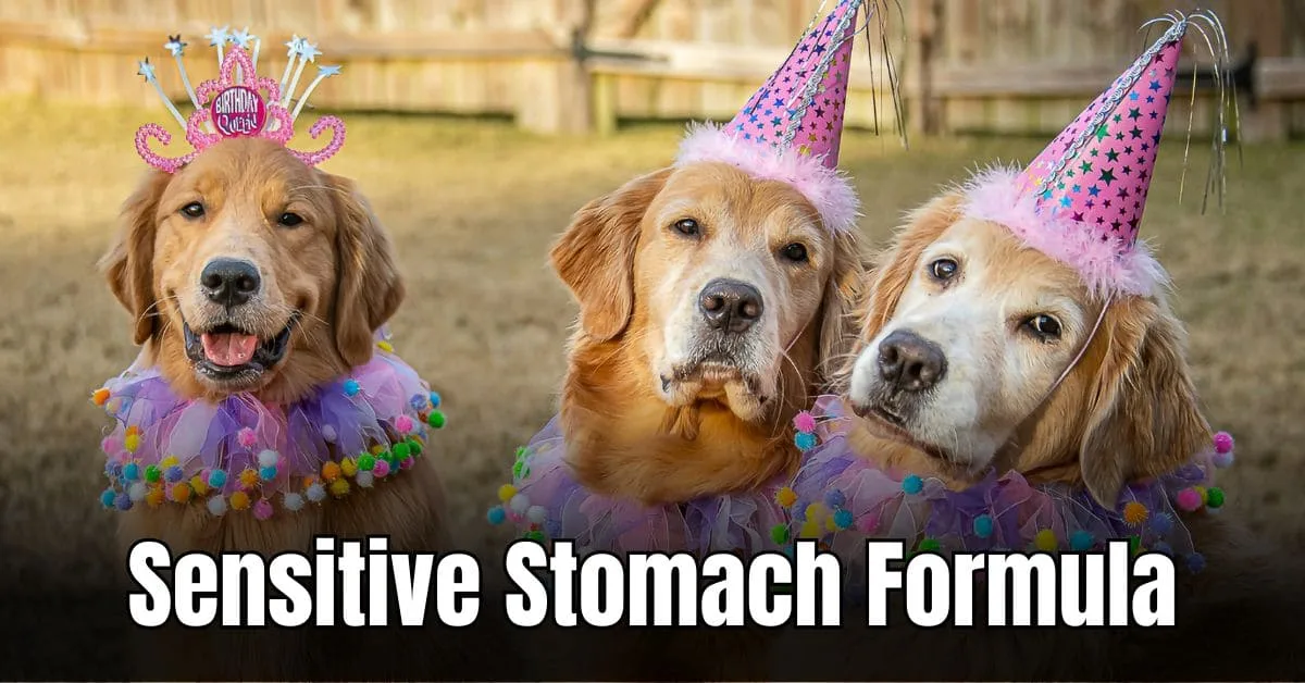 Featured image of a dog with a sensitive stomach, showing signs of digestive upset, for vet-approved guide.