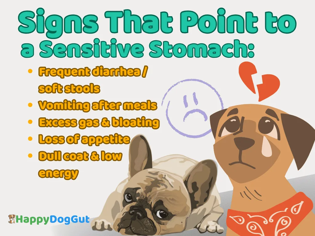 Dog sensitive stomach signs infographic with common digestive issues like diarrhea, vomiting, gas, and appetite loss.