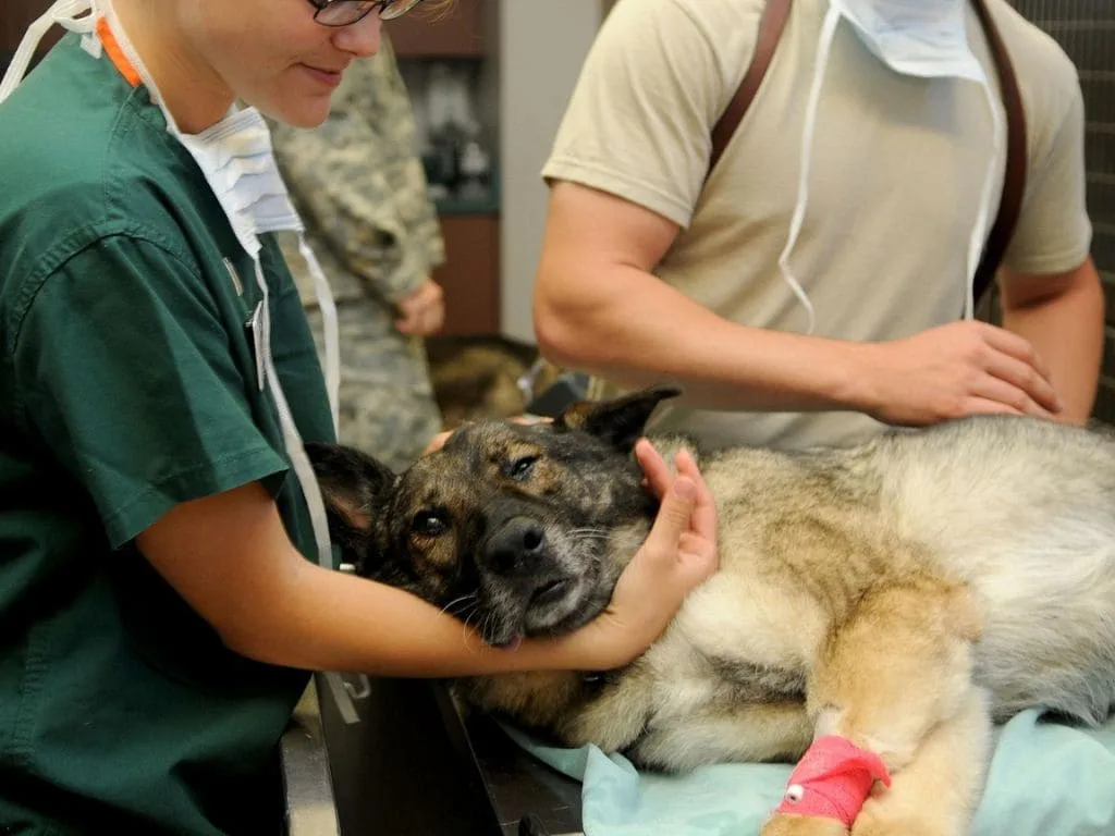 Veterinarian consulting dog parent about probiotics for dogs
