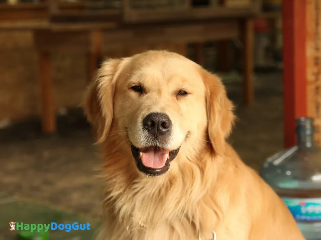 Golden retriever dog acting normal after soft stools — Why Does My Dog Have Soft Stools but Is Acting Normal example image