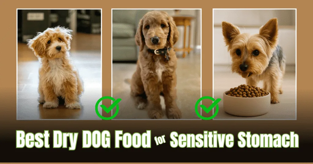 A cheerful small breed dog eating dry kibble from a bowl in a bright kitchen – Best Dry Dog Foods for Sensitive Stomachs in Small Breeds