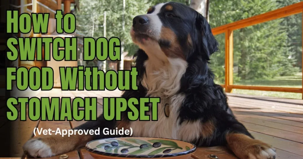 Dog looking at owner while serving food in bowl showing calm feeding routine