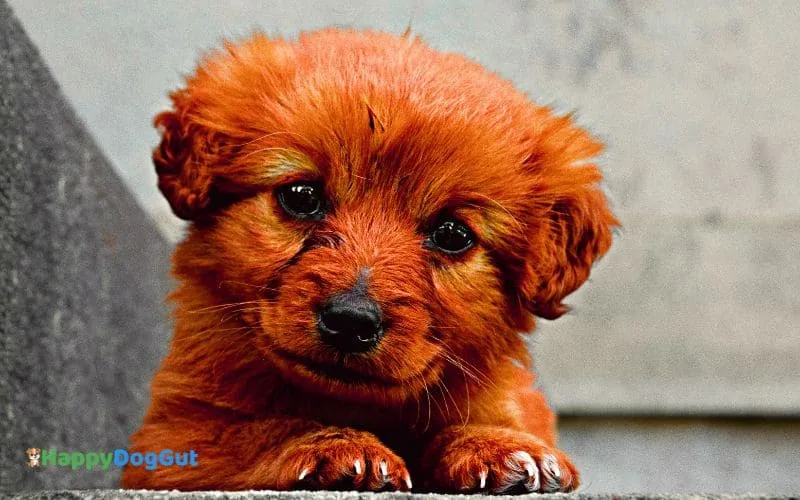 Golden Retriever puppy staring front with gentle eyes symbolizing sensitive digestion