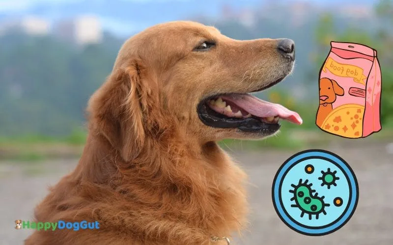 Golden Retriever with sensitive stomach eating probiotics dog food outdoors – how to switch dog food without stomach upset