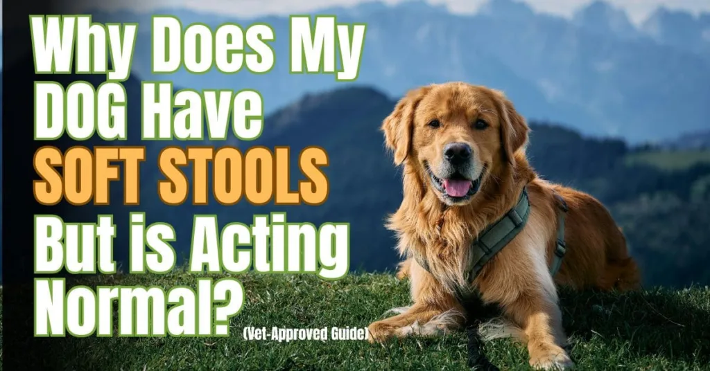 Happy golden retriever dog sitting on green grass with mountain background and blue sky, acting normal and healthy