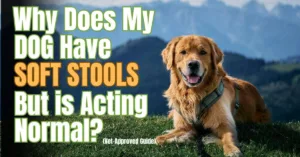 Happy golden retriever dog sitting on green grass with mountain background and blue sky, acting normal and healthy