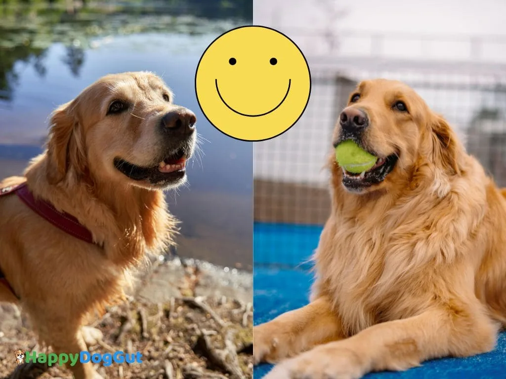 Happy dogs playing in the park after switching to vet-approved wet dog food for sensitive stomachs.