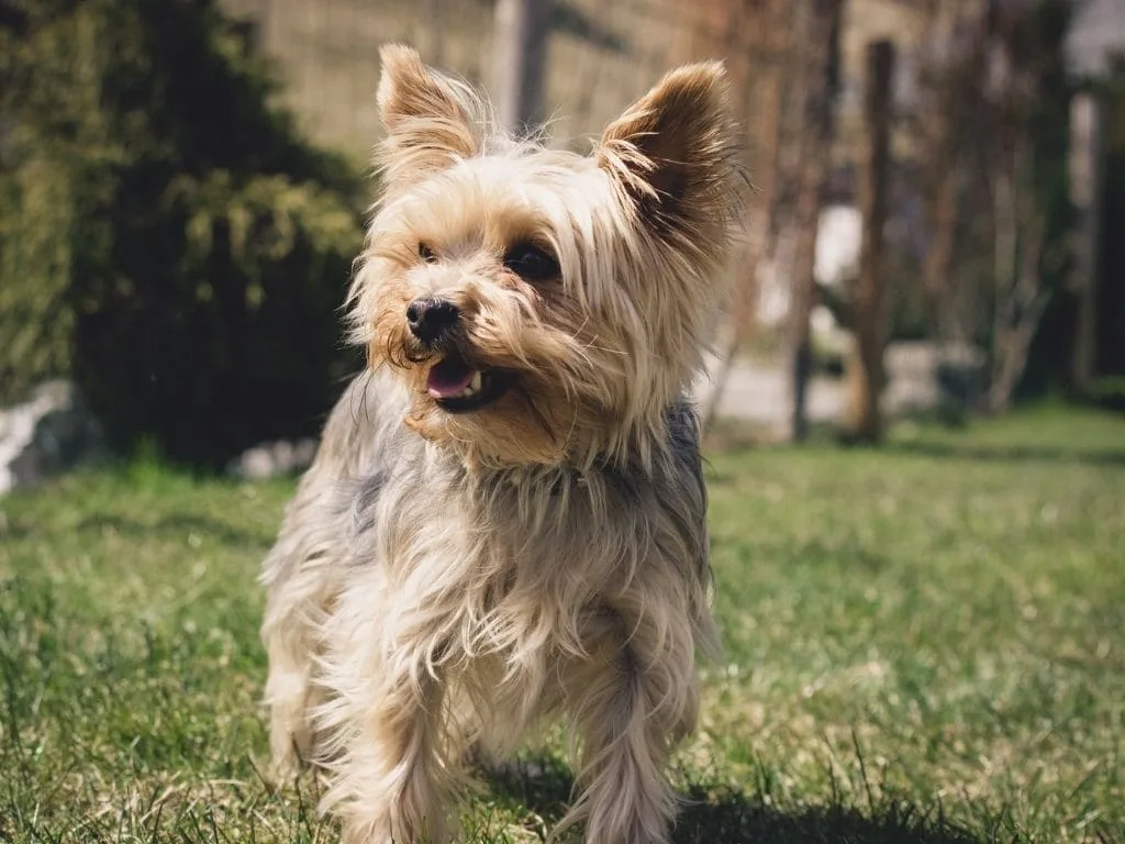 Small breed dog sitting on green grass under daylight, looking active and healthy