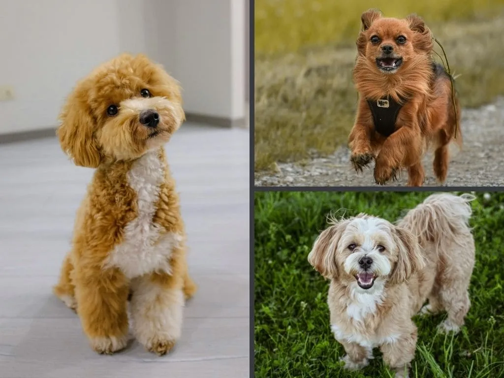Healthy Small Breeds Running Happily After Digestive Care