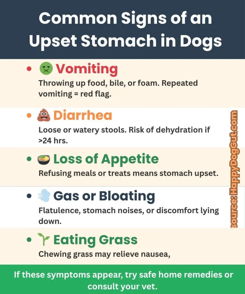 Infographic showing common signs of upset stomach in dogs such as vomiting, diarrhea, bloating, and loss of appetite.