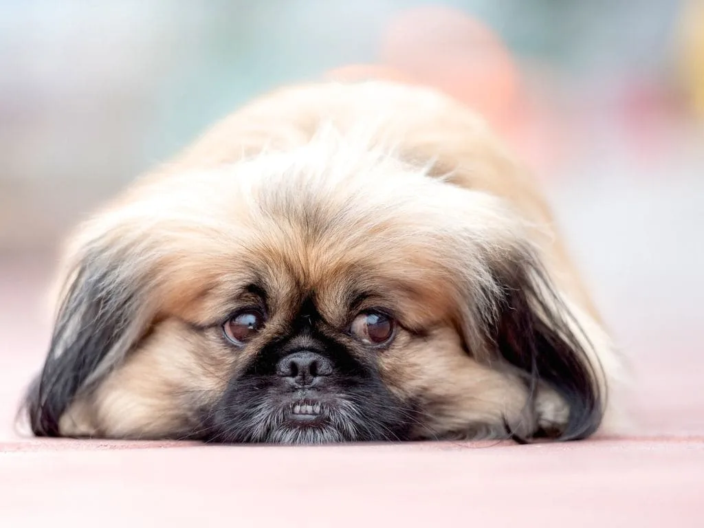 Sad dog sitting quietly showing signs of upset stomach and discomfor