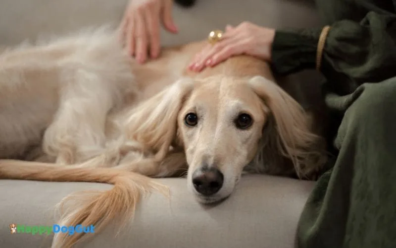 Senior dog with owner showing affection and gentle bond during food transition