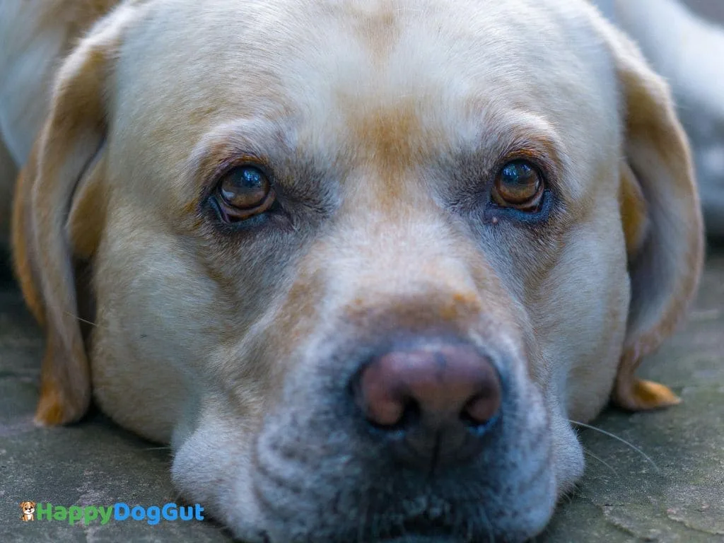 Sad Labrador retriever resting head down, showing signs of a sensitive stomach or mild tummy upset.