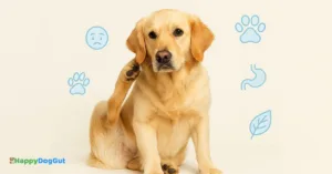 A Golden Retriever sitting calmly while gently scratching its ear, representing early signs of food intolerance in dogs.