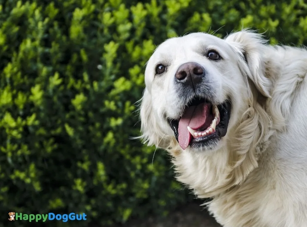 Happy Golden Retriever running outside after diarrhea recovery