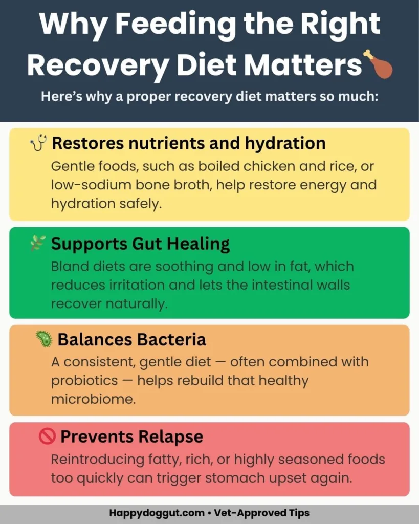Infographic explaining why feeding the right recovery diet matters – what to feed a dog after diarrhea