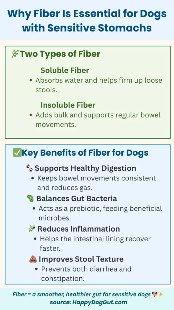 Infographic explaining why fiber helps dogs with sensitive stomachs, including stool formation, gut health, and inflammation support.