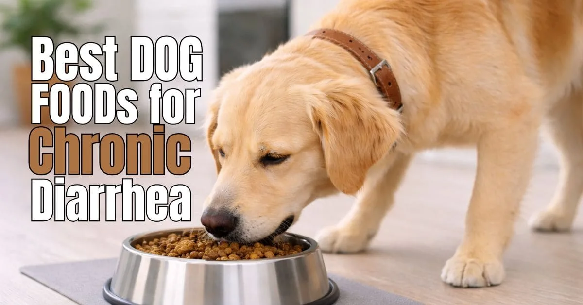 best dog foods for chronic diarrhea and gut health explained with a healthy dog eating calmly