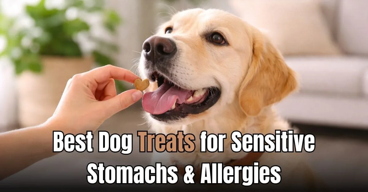 best dog treats for sensitive stomachs shown with a calm dog receiving a small treat indoors