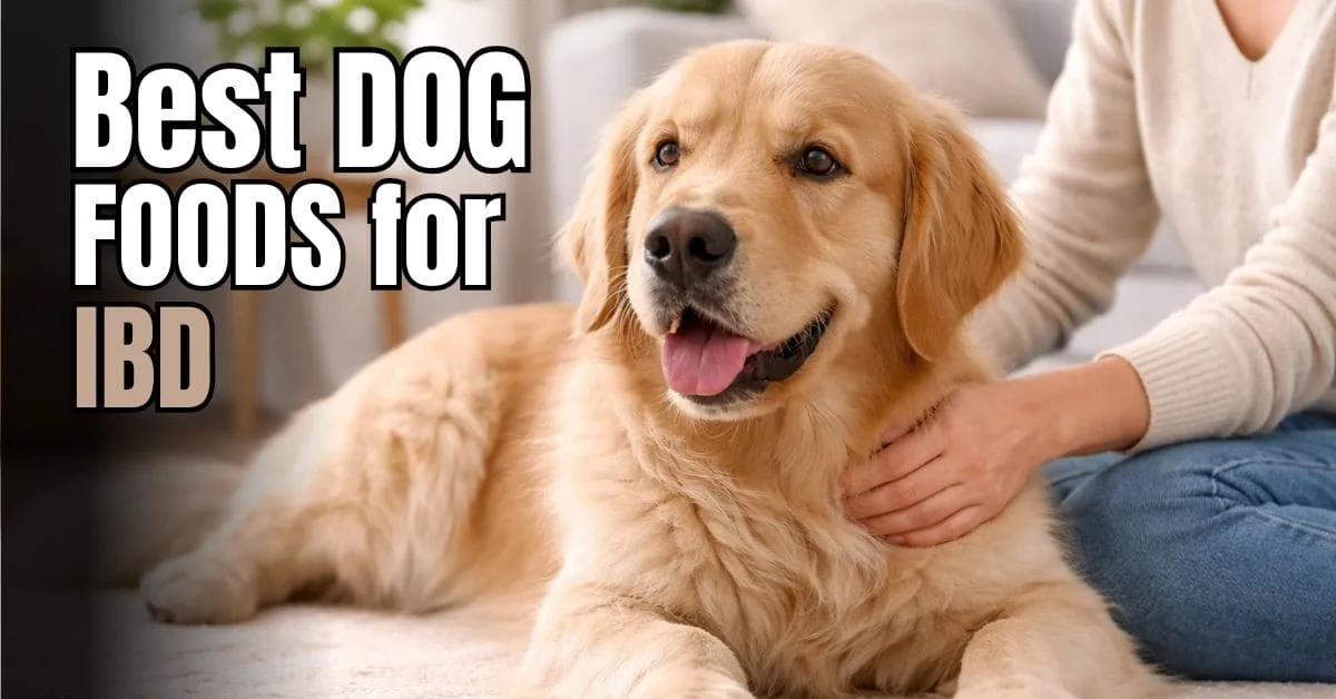 Calm dog lying comfortably indoors with owner nearby for digestive health support