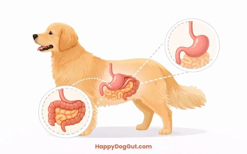Simple illustration of a dog digestive system highlighting the stomach and intestines