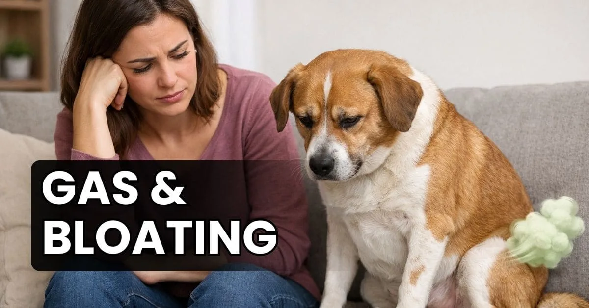 Concerned dog owner sitting with a dog experiencing gas and bloating indoors