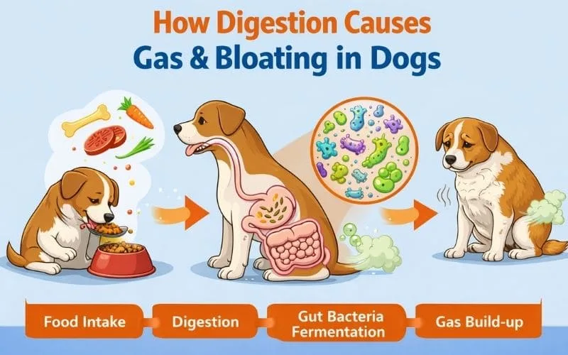 Infographic explaining how digestion leads to gas and bloating in dogs