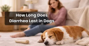 Dog resting calmly at home with owner nearby during recovery, how long does diarrhea last in dogs