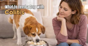 Dog eating a gentle diet at home while owner observes calmly, what to feed a dog with colitis