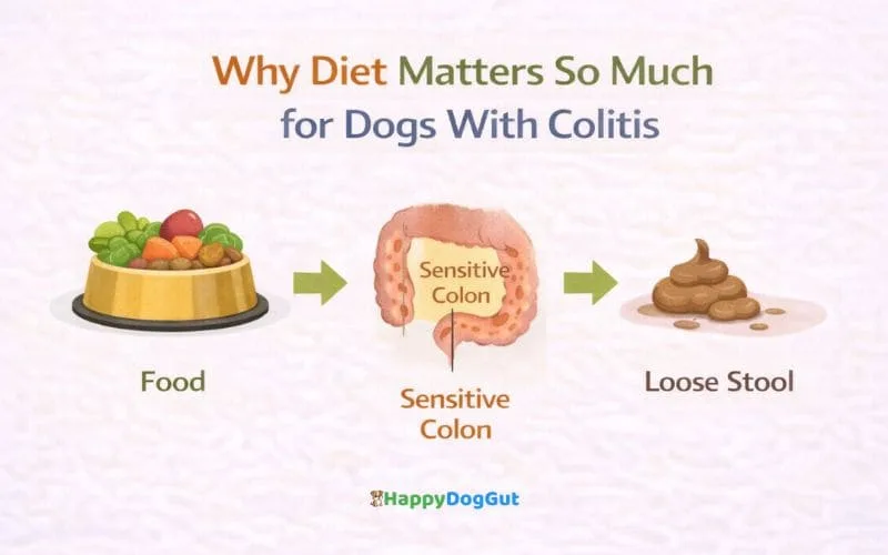 Infographic showing how diet affects a sensitive colon and stool in dogs with colitis