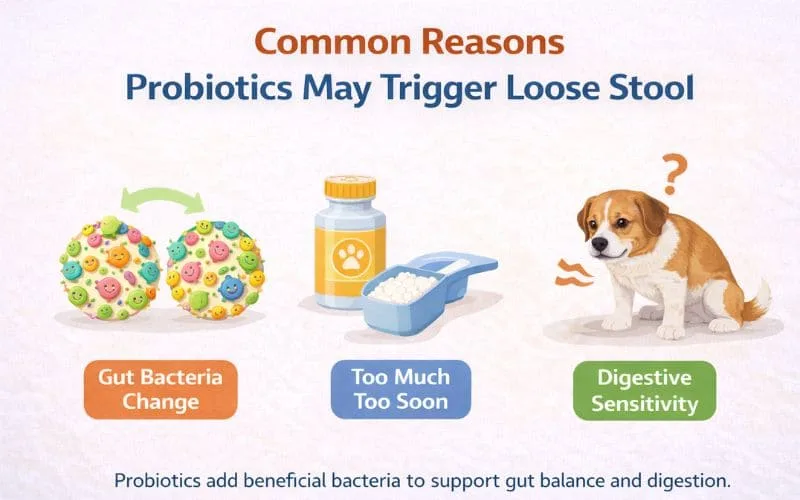 Infographic explaining why probiotics may cause loose stool in dogs