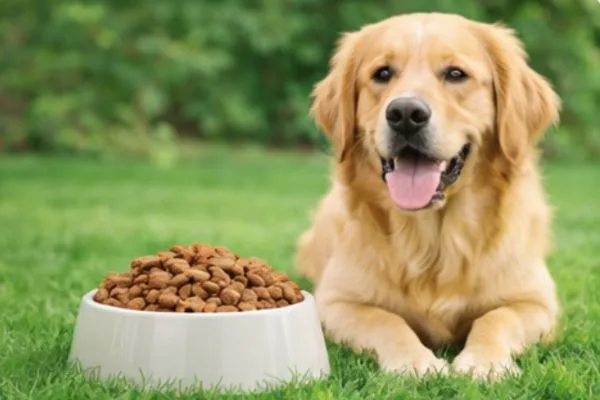 Best Dog Food for Sensitive Stomachs